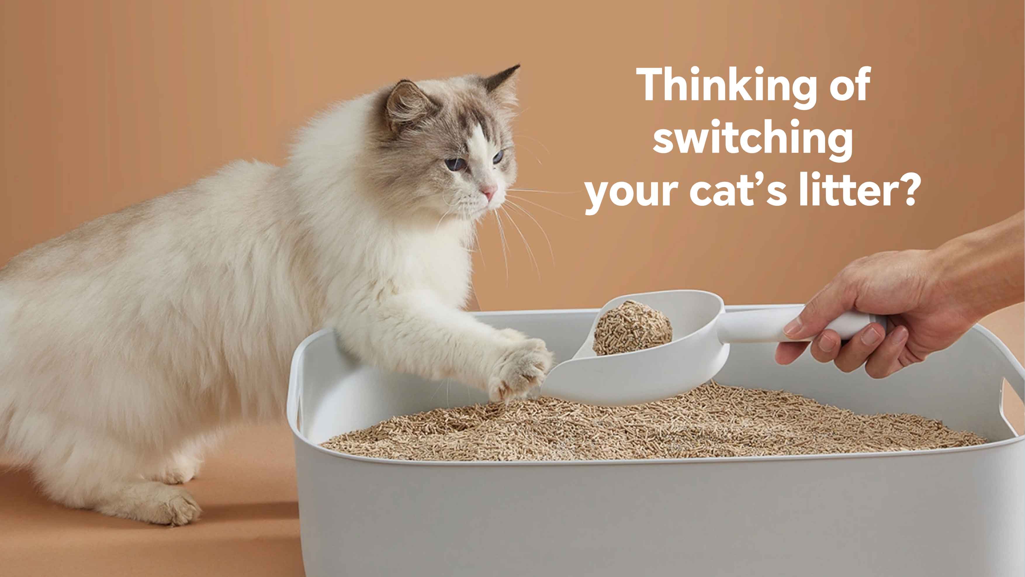 How to Help Your Cat Adjust to New Litter