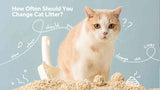 How Often Should You Change Cat Litter?