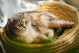 Why Plant-Based Litter Is Safer for CKD Cats