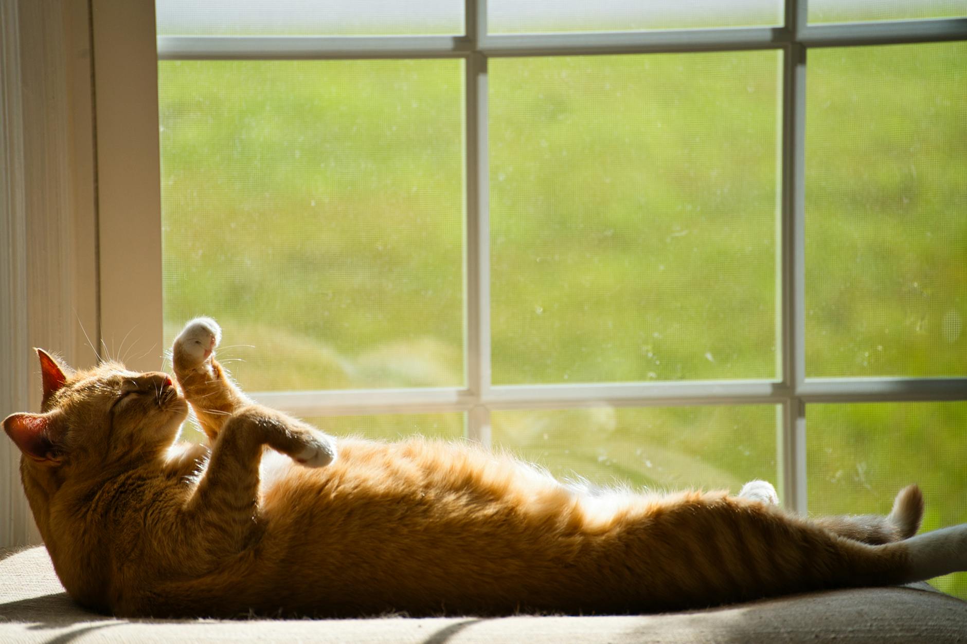 Best Litter for Cats With Kidney Disease (CKD) | Vet-Referenced Guide