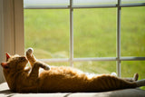 Best Litter for Cats With Kidney Disease (CKD) | Vet-Referenced Guide