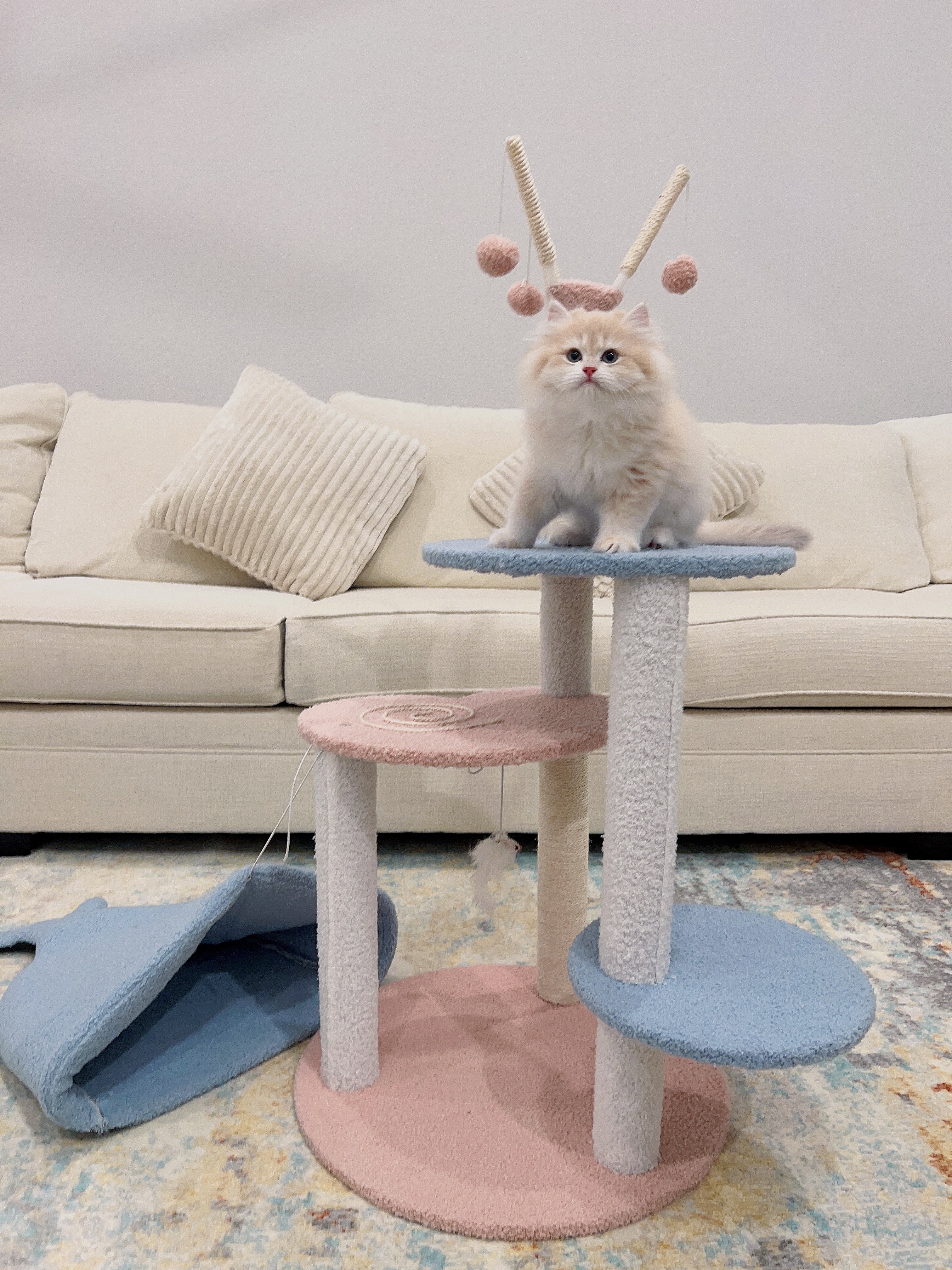 Whale Cat Tree