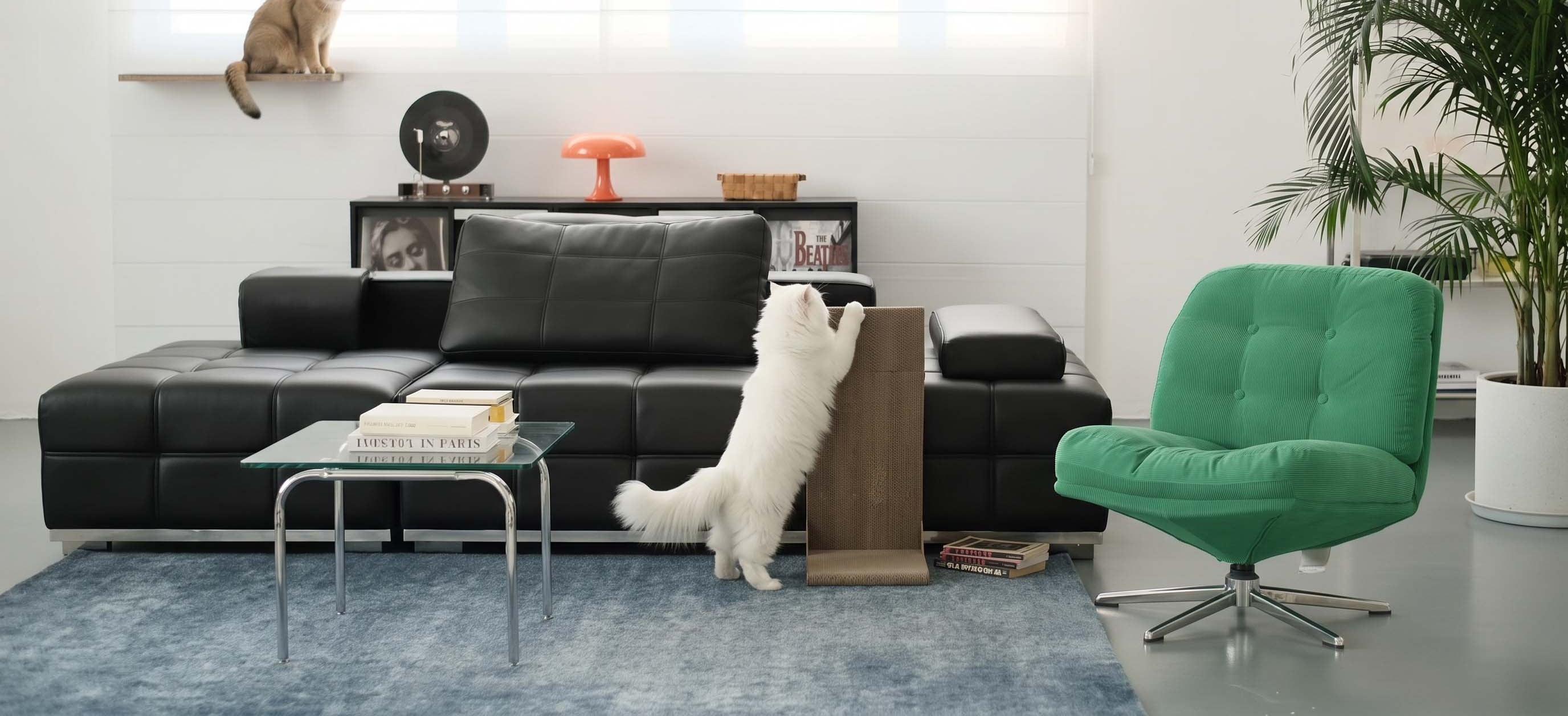 PC_A_white_fluffy_cat_standing_on_Nano_Banana_2_72761.jpg