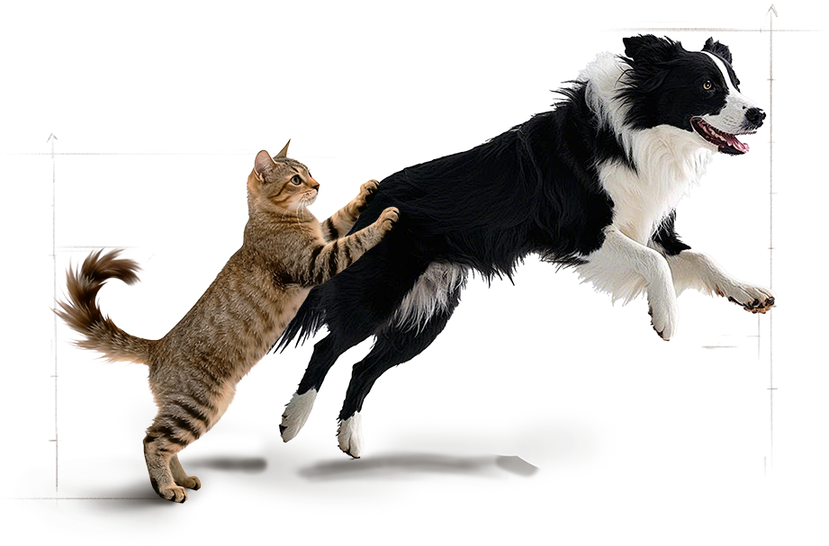 A cat and dog jumping together