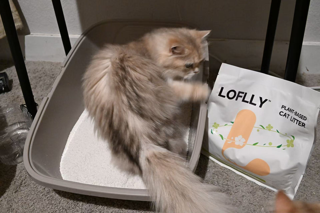 LOFLLY