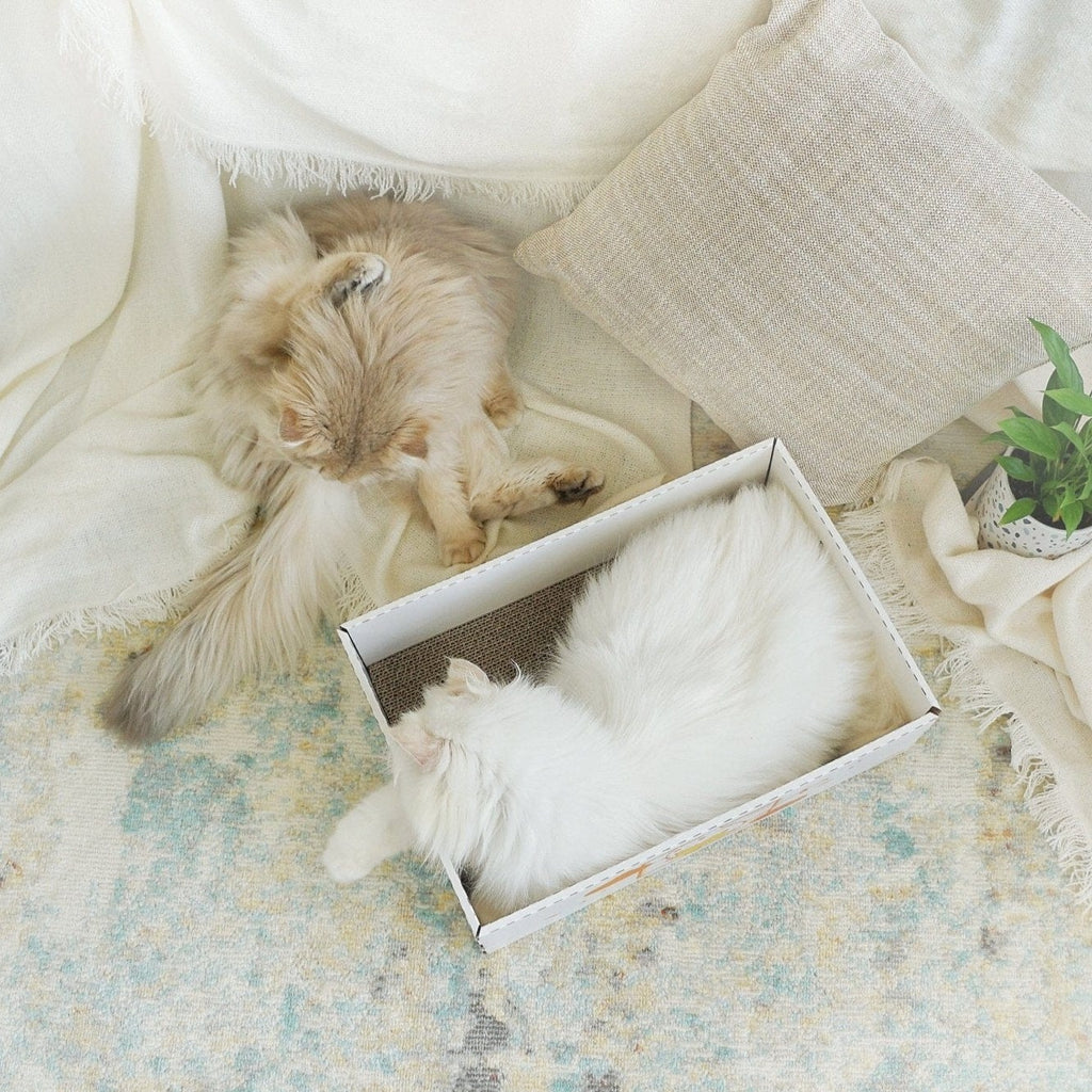 LOFLLY Scratch Box