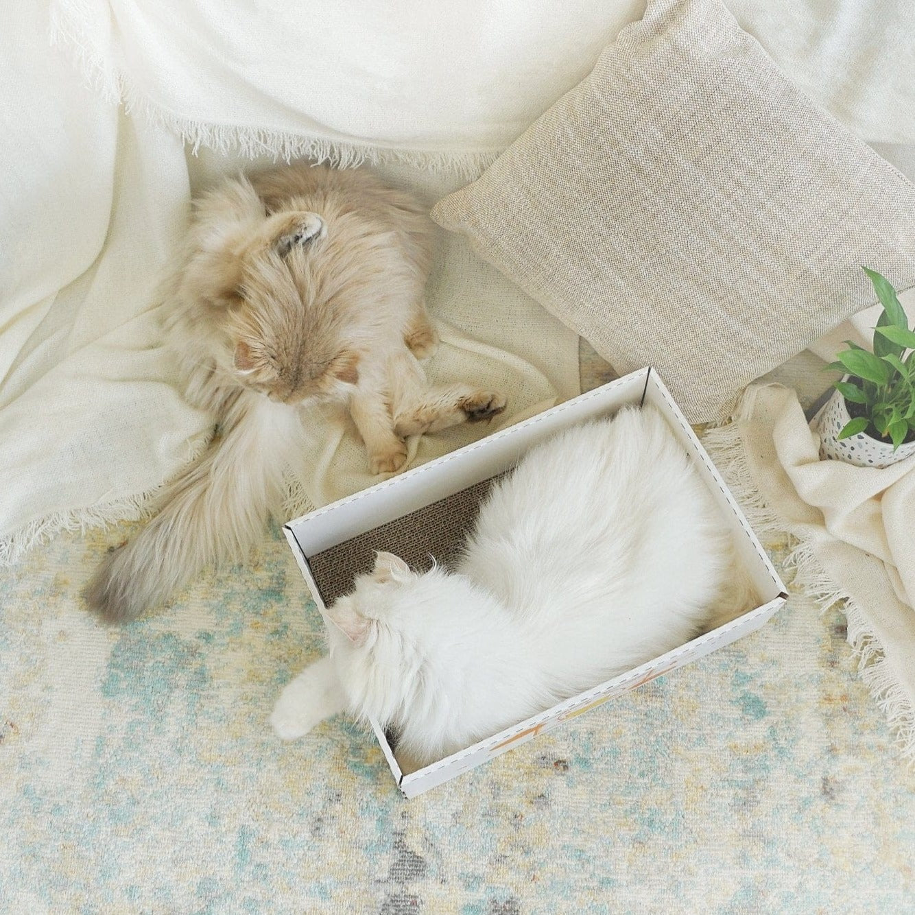 LOFLLY Scratch Box